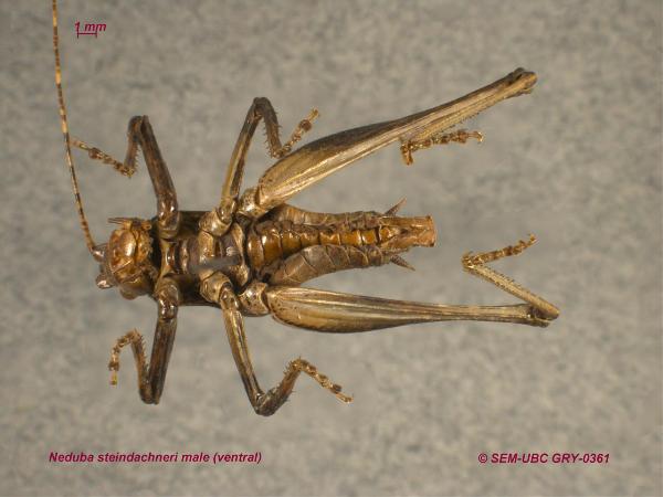 Photo of Neduba steindachneri by Spencer Entomological Museum